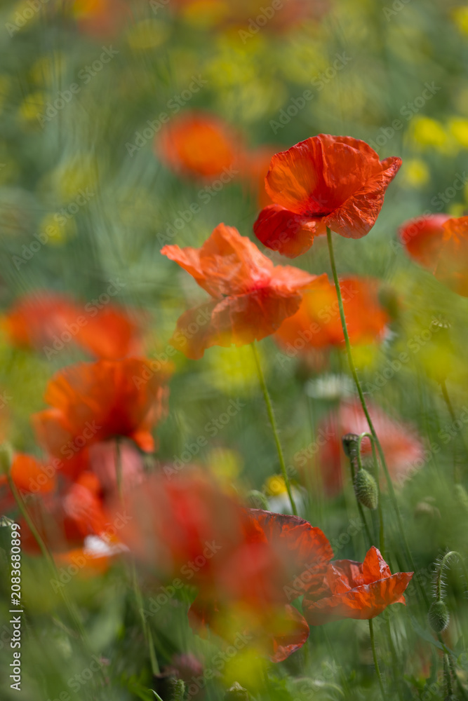 Fototapeta premium Beautiful red poppies in a sunny meadow, a floral background or wallpaper for your project 