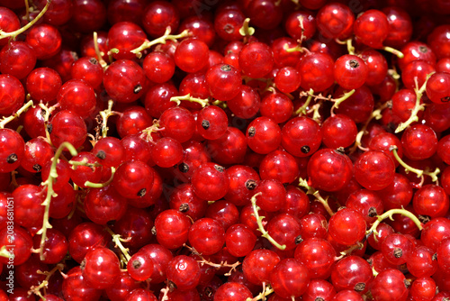Konstfotografi Ribes rubrum, ripe berries on a background