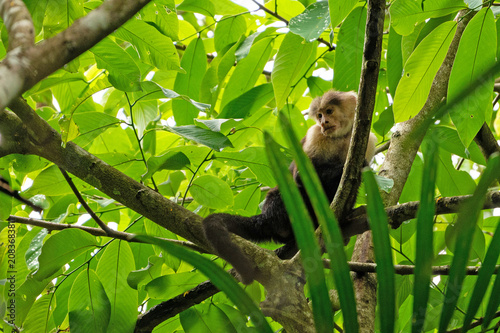 Photography capuchin monkey in a rainforest near Gamboa in Panama