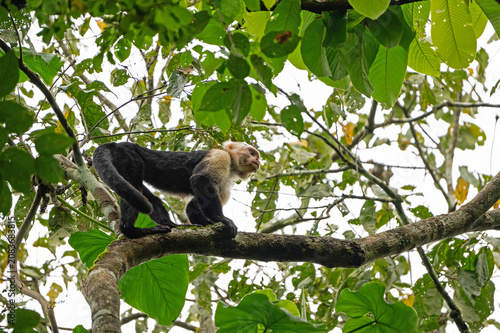 Photography capuchin monkey in a rainforest near Gamboa in Panama