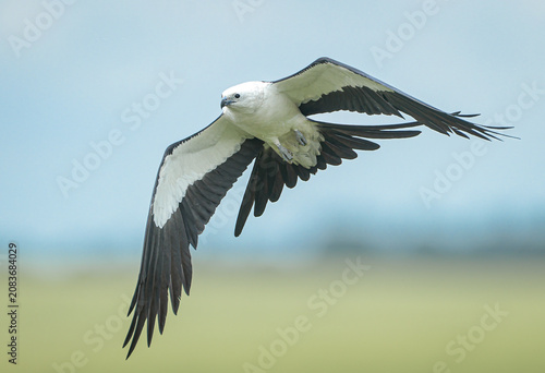 swallow tailed kite - Elanoides forficatus flying with talons out grabbing a bug in mid air is a pernine raptor which breeds from the southeastern United States to eastern Peru and northern Argentina
