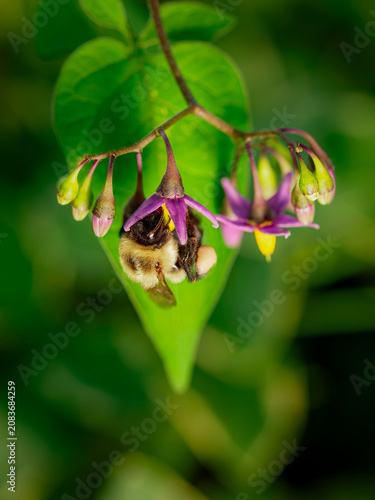 Foto Macro photo of a bumblebee pollinating a purple bittersweet nightshade flower