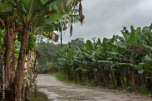 Canvastavla Imagem de banana no bananal