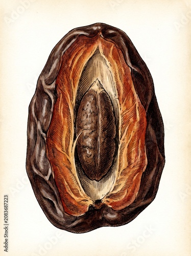 Date Fruit Cross Section