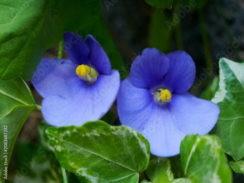 Two delicate purple flowers with yellow centers are surrounded by green leaves.