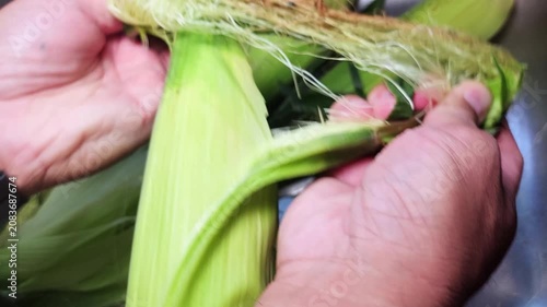 Removing the corn husk or husking peeling away the inedible green outer leaves and the stringy silk to expose the edible kernels on the cob
