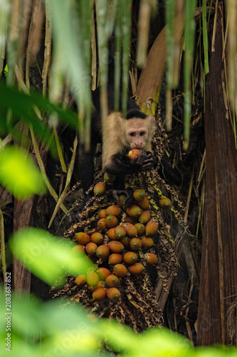 Canvas Print capuchin monkey in a rainforest near Gamboa in Panama
