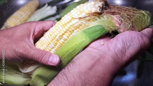 Removing the corn husk or husking peeling away the inedible green outer leaves and the stringy silk to expose the edible kernels on the cob