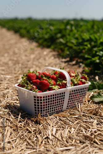 Freshly picked organic strawberries in a basket on a farm during harvest season.