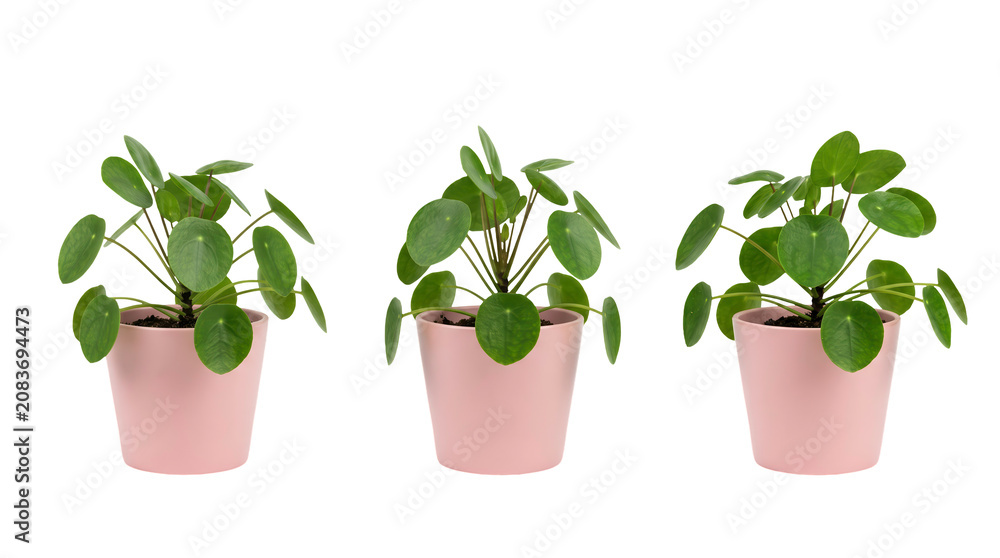 Fototapeta premium Three identical potted money plant epipremnum pothos arranged side by side.