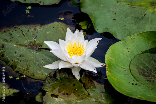 Beautiful white water lily blooming in a peaceful pond surrounded by green lily pads