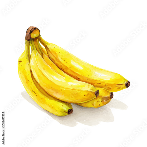 String Of Bananas, watercolor illustration isolated on white background