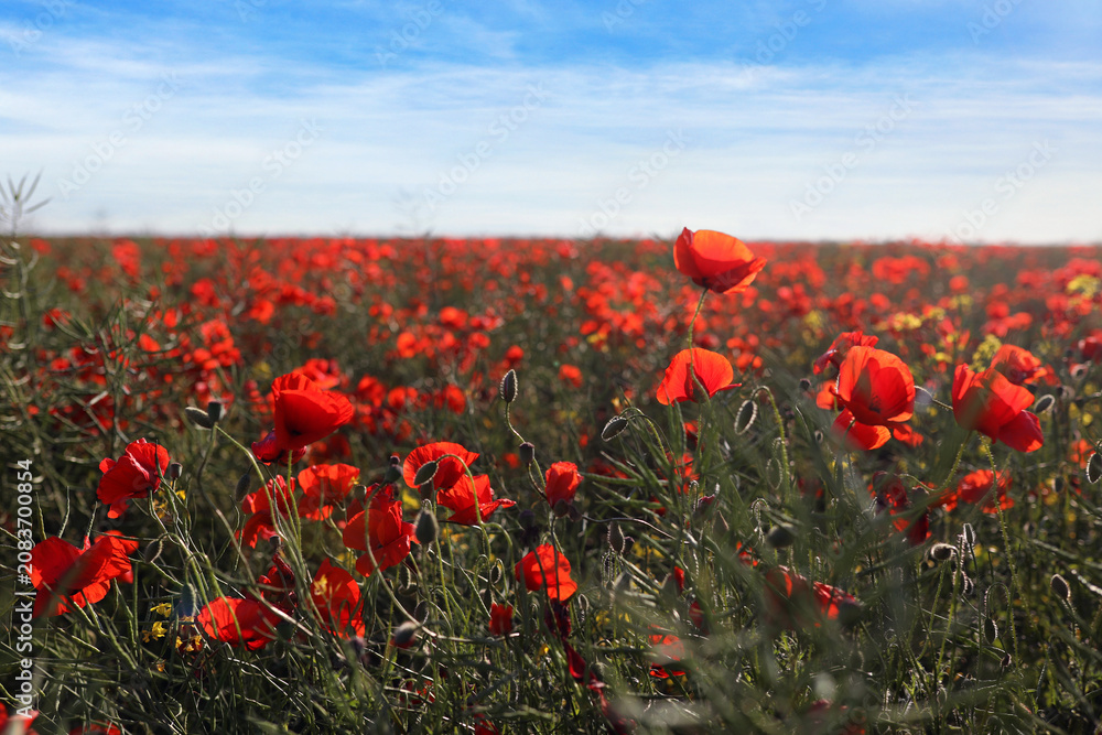 Fototapeta premium Red poppy flowers under blue sky. Picturesque view