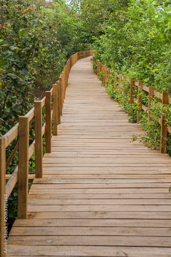 Obraz premium Wooden boardwalk path stretching through a lush green forest leading forward