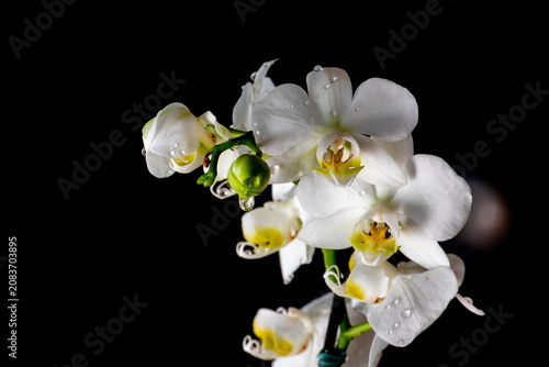 White Phalaenopsis orchid branch with dewdrops and a green bud over a solid black background. High-contrast isolated shot with sharp technical focus.