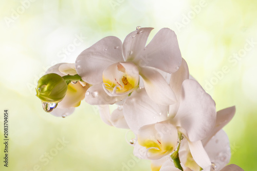 Foto White Phalaenopsis orchid branch with a green bud and water droplets