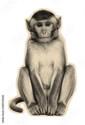 Photography Vintage monkey illustration of a sitting primate looking forward, rendered in a