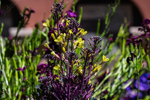 one of the many plants in bloom that can be viewed at the Albuquerque Botanical Gardens in New Mexico