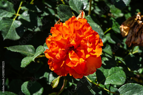one of the many plants in bloom that can be viewed at the Albuquerque Botanical Gardens in New Mexico