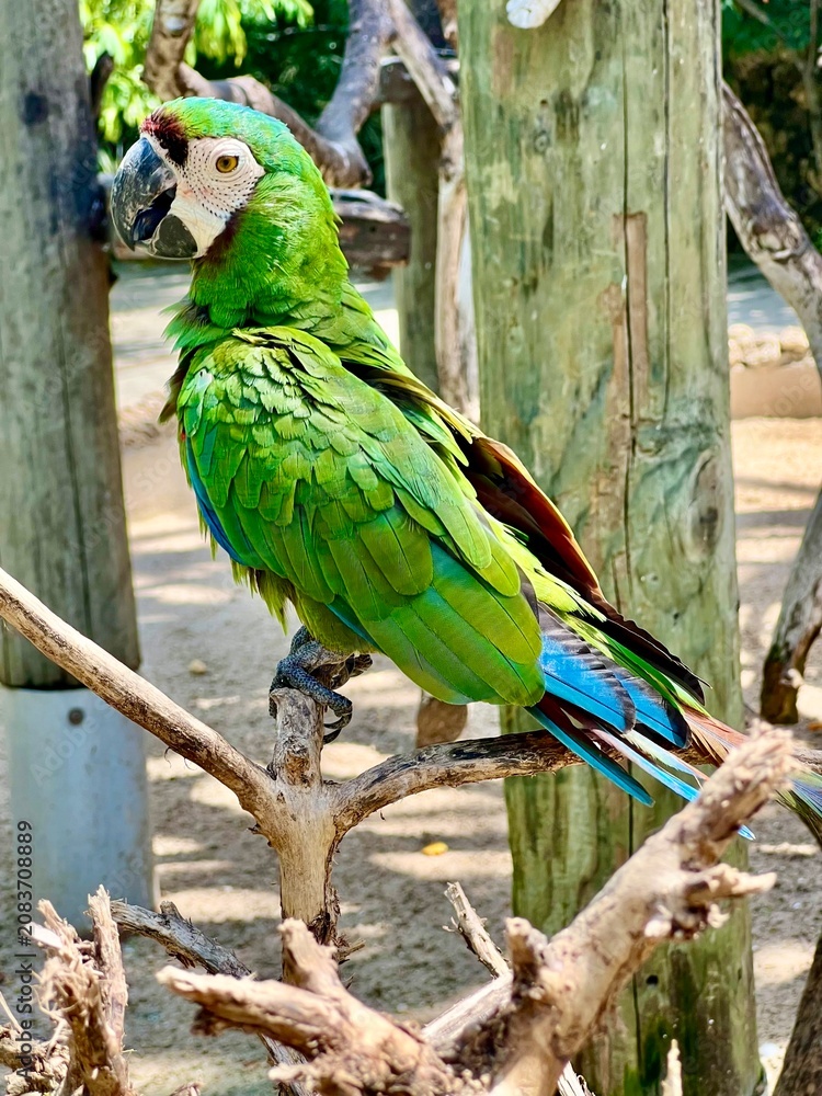 Obraz premium blue and yellow macaw