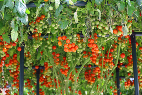 Abundant cherry tomatoes ripening on a vine trellis canopy
