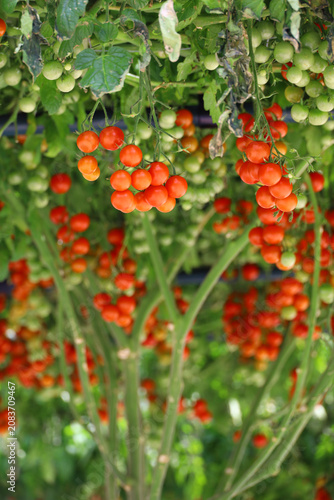 Abundant cherry tomatoes ripening on a vine trellis canopy
