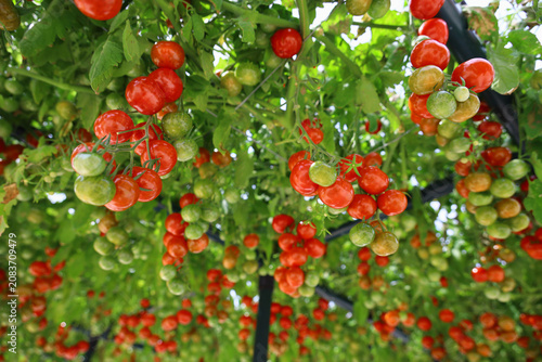 Abundant cherry tomatoes ripening on a vine trellis canopy
