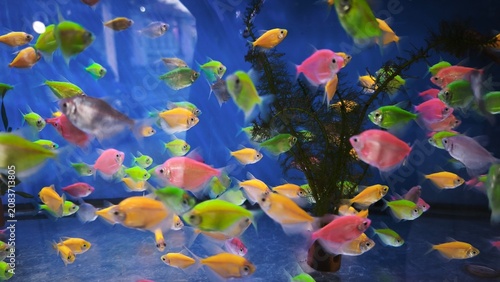 Bild auf Leinwand macro beautiful fish glo tetra fish danio rerio, different bright colors glofish