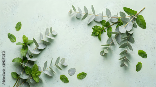 Fresh eucalyptus and mint leaves flat lay on textured background with eucalyptus
