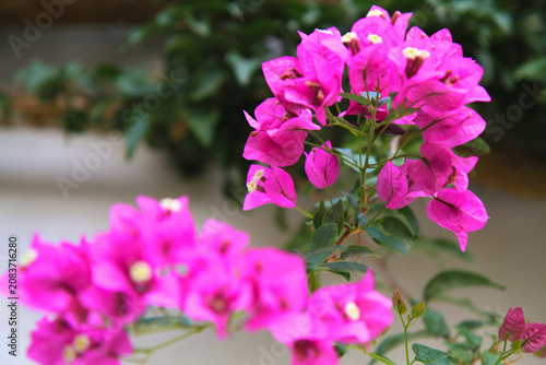 Φωτογραφία close up of a beautiful Bougainvillea flower in the garden