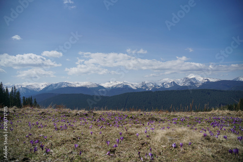 Panoramic view of purple crocus flowers blooming on a mountain meadow with snow covered peaks.