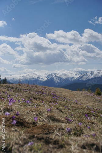 Blooming purple crocus flowers on a mountain meadow field with snow covered peaks and cloudy sky.
