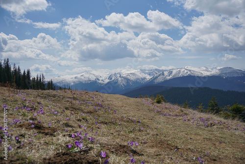 Scenic horizontal landscape of purple crocus flowers on a mountain meadow with snow covered ridge.