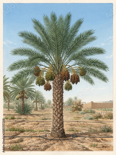 Complete Date Palm Tree – Scientific Botanical Illustration