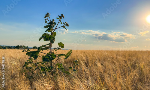Konstfotografi A peaceful, solitary plant with seed heads standing in an open wheat field under a blue sky