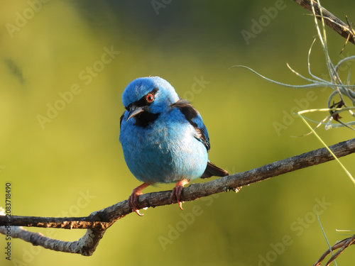 фотографія Male blue dacnis Dacnis cayana perched on a branch against a green background
