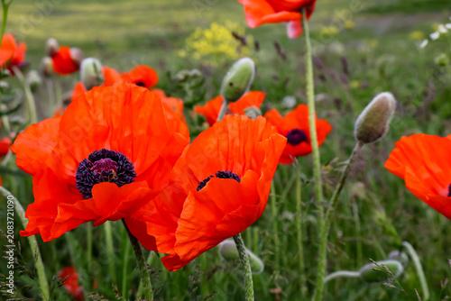 Obraz na plátně Horizontal close-up of beautiful red poppies (papaver) in full bloom growing in a wild green meadow
