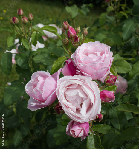 Cluster pink rose blooms and buds