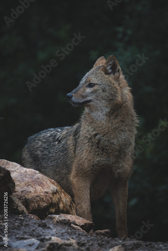 Golden Jackal looking away on a rocky terrain