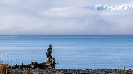 Immature Bald Eagle Perched on Driftwood Along the Homer Spit Shoreline, Kachemak Bay, Alaska