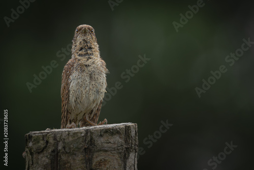 Eurasian Wryneck perched on a tree stump looking up