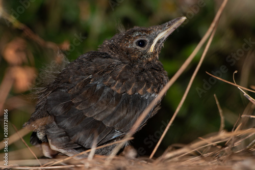 Canvastavla Common blackbird fledgling sitting on the ground in the summer forest