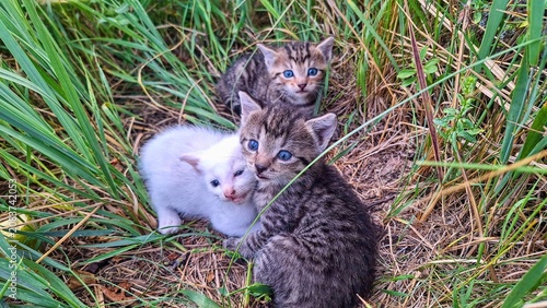 Three adorable kittens with bright blue eyes nestled in tall green grass. A heartwarming scene featuring three young domestic cats, two tabby and one white, cuddling together outdoors amidst lush