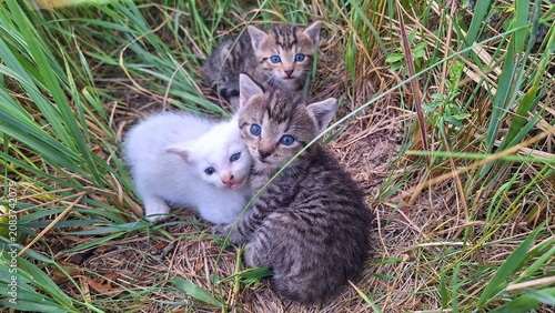 Three adorable kittens huddled together in tall green grass, one white and two tabby. A heartwarming scene captures three young kittens, one pure white and two striped tabbies, nestled closely amidst