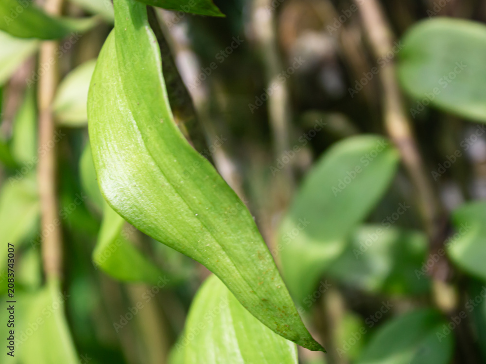 Obraz premium Close Up of Fresh Green Orchid Leaves with Natural Blurred Background