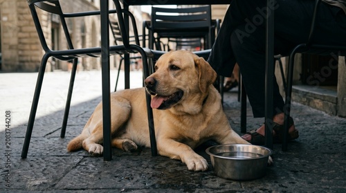 Dog Cooling Under Cafe Table Shade During Hot Urban Afternoon