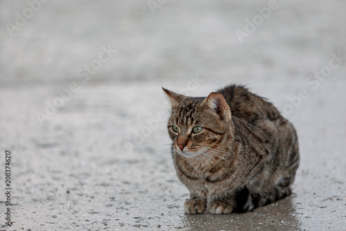 Photography Hauskatze (Felis silvestris catus) bei Regen