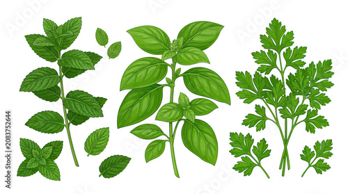 Canvastavla Fresh Green Herbs: Mint, Basil, Parsley Isolated on White Background