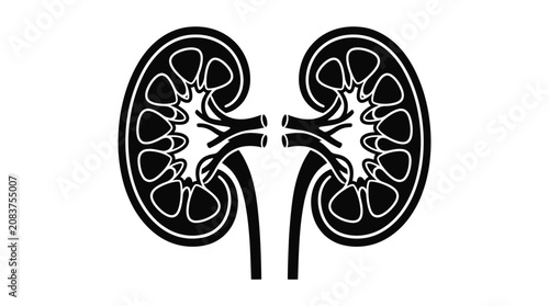 Stylized illustration of human kidneys, medical organ anatomy, science and health concept