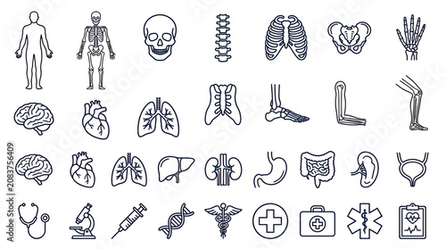 Human Anatomy Icons Set: Skeleton, Organs, Medical Symbols - Line Art